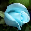 رز آبی20