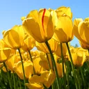 فارس کدرز