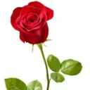 نازلی عزبدفتری
