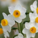 نرگس حسینی جوادی