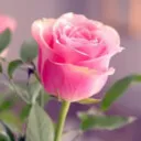 Sahar Pedram