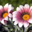 حسنی سادات حبیبی