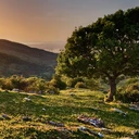 همایش بین المللی زبان
