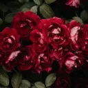 مخابراتی